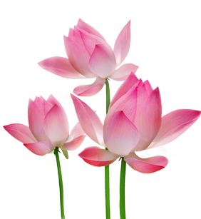 beautiful lotuses